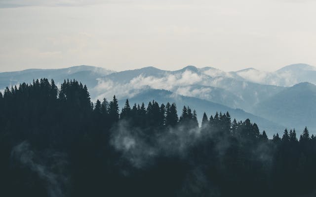 Forest Wilderness Edit